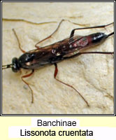 Banchinae, Lissonota cruentata