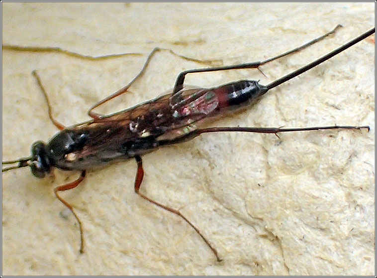 Lissonota cruentata