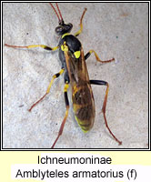 Ichneumoninae, Amblyteles armatorius
