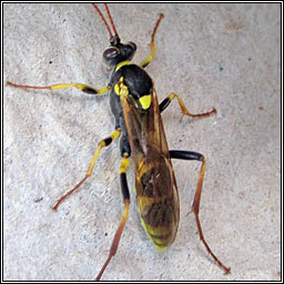 Amblyteles armatorius