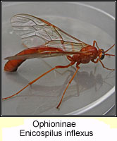 Ophioninae, Enicospilus inflexus