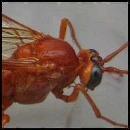 Enicospilus inflexus