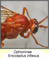 Ophioninae, Enicospilus inflexus