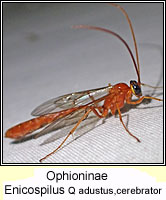 Ophioninae, Enicospilus Q adustus or cerebrator