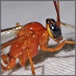 Enicospilus Q adustus or cerebrator