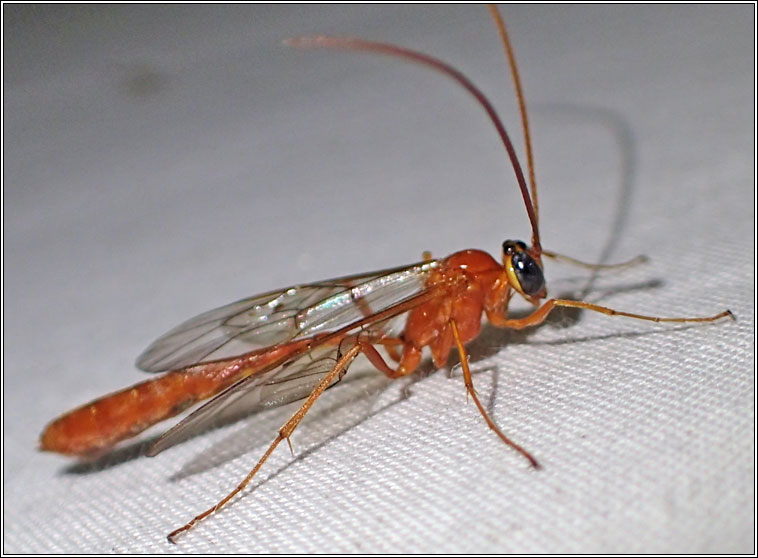 Enicospilus Q adustus or cerebrator