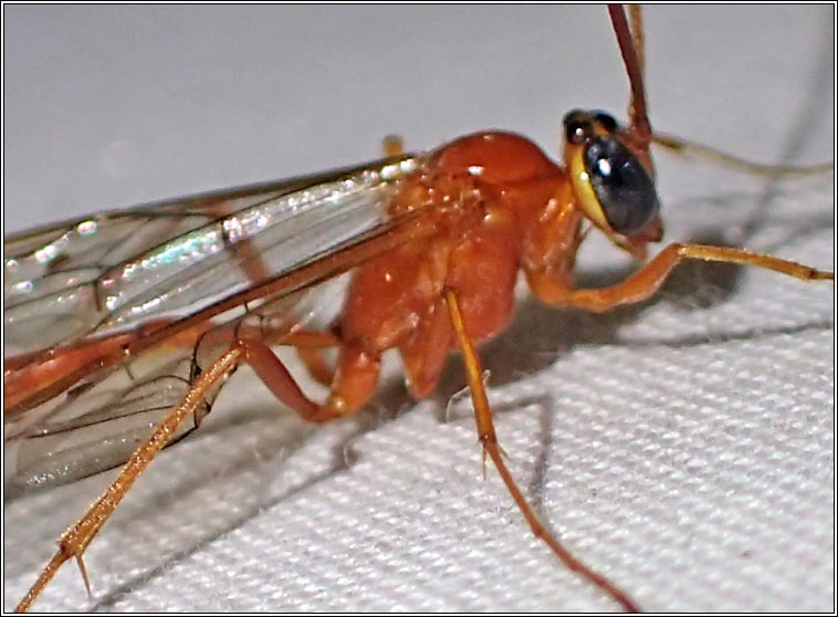 Enicospilus Q adustus or cerebrator