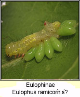 Eulophinae, Eulophus ramicornis Q