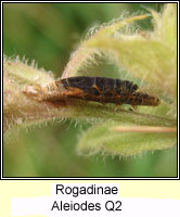 Rogadinae, Aleiodes Q2