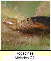 Rogadinae, Aleiodes Q2