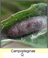 Campopleginae Q1