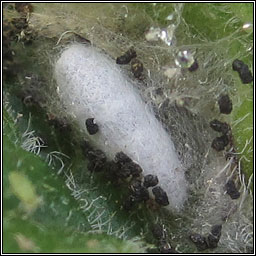 Microgastrinae Q1