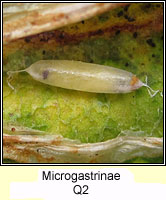 Microgastrinae Q2