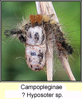 Campopleginae, Hyposoter