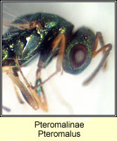 Pteromalinae, Pteromalus