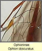 Ophioninae, Ophion obscuratus