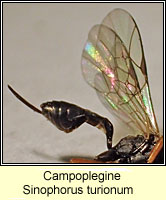 Campopleginae, Sinophorus turionum