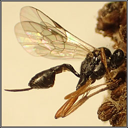 Sinophorus turionum