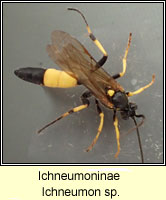 Ichneumoninae, Ichneumon sp