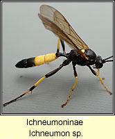 Ichneumoninae, Ichneumon sp