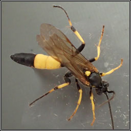 Ichneumon sp