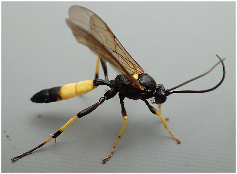 Ichneumon sp