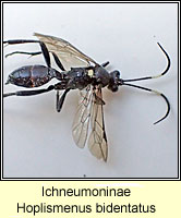 Ichneumoninae, Hoplismenus bidentatus