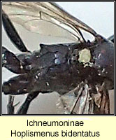 Ichneumoninae, Hoplismenus bidentatus