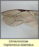 Ichneumoninae, Hoplismenus bidentatus