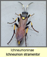 Ichneumoninae, Ichneumon stramentor