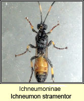 Ichneumoninae, Ichneumon stramentor