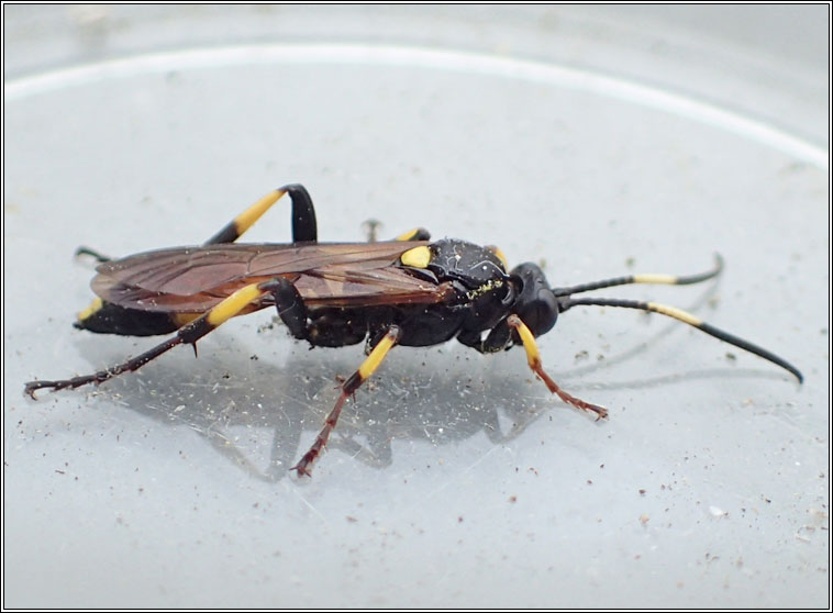 Ichneumon stramentor