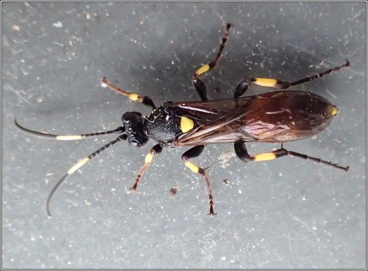 Ichneumon stramentor