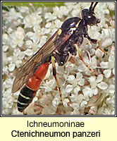 Ichneumoninae, Ctenichneumon panzeri