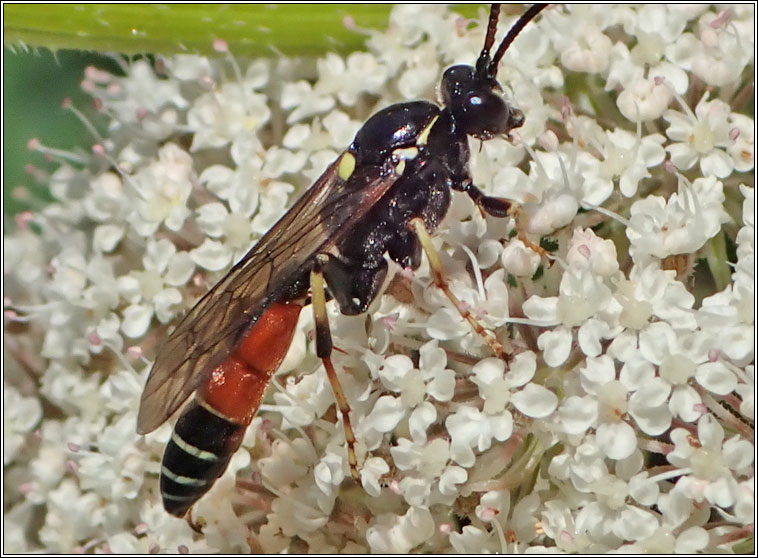 Ctenichneumon panzeri