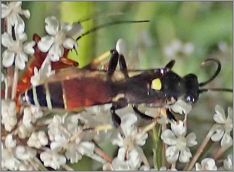 Ctenichneumon panzeri