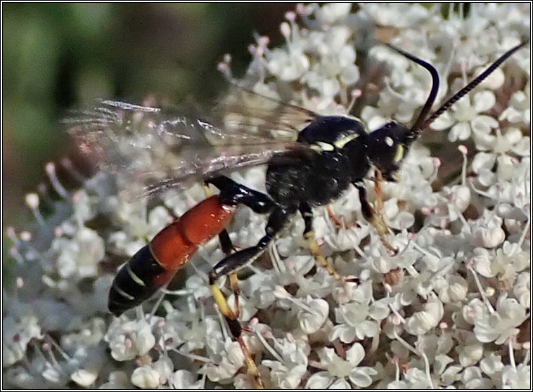 Ctenichneumon panzeri