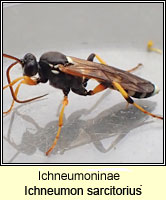 Ichneumoninae, Ichneumon sarcitorius