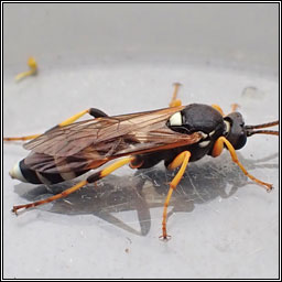 Ichneumon sarcitorius