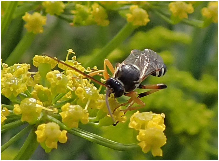 Ichneumon sarcitorius