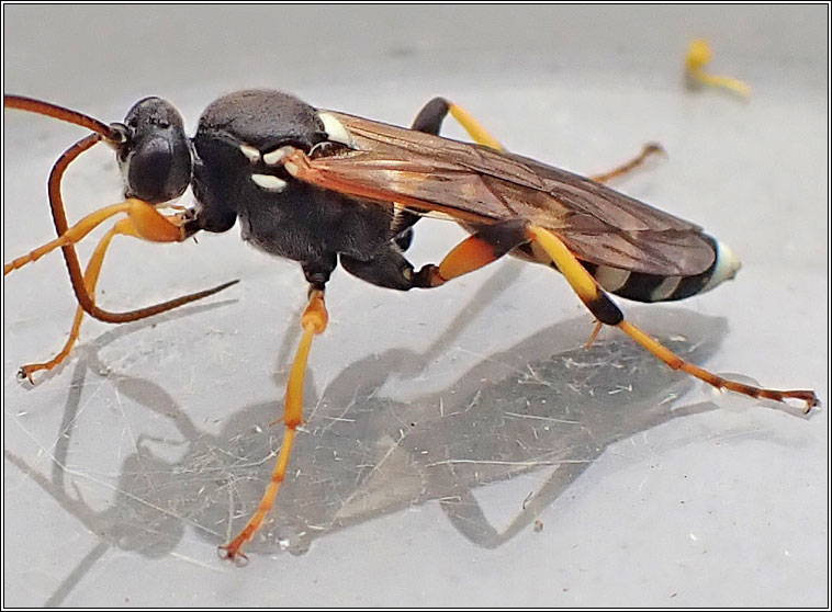 Ichneumon sarcitorius