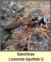 Banchinae, Lissonota biguttata Q