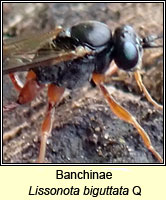 Banchinae, Lissonota biguttata Q