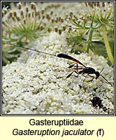 Gasteruptiidae, Gasteruption jaculator