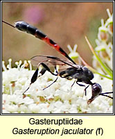 Gasteruptiidae, Gasteruption jaculator