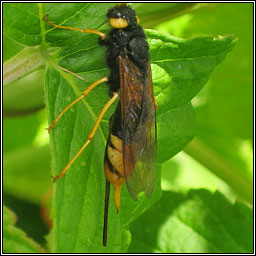 Urocerus gigas, Giant Wood wasp, Giant Horntail