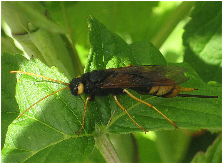 Urocerus gigas, Giant Wood wasp, Giant Horntail