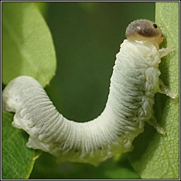 Apethymus filiformis