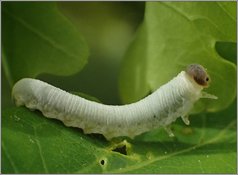 Apethymus filiformis