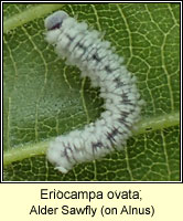 Eriocampa ovata, Alder Sawfly